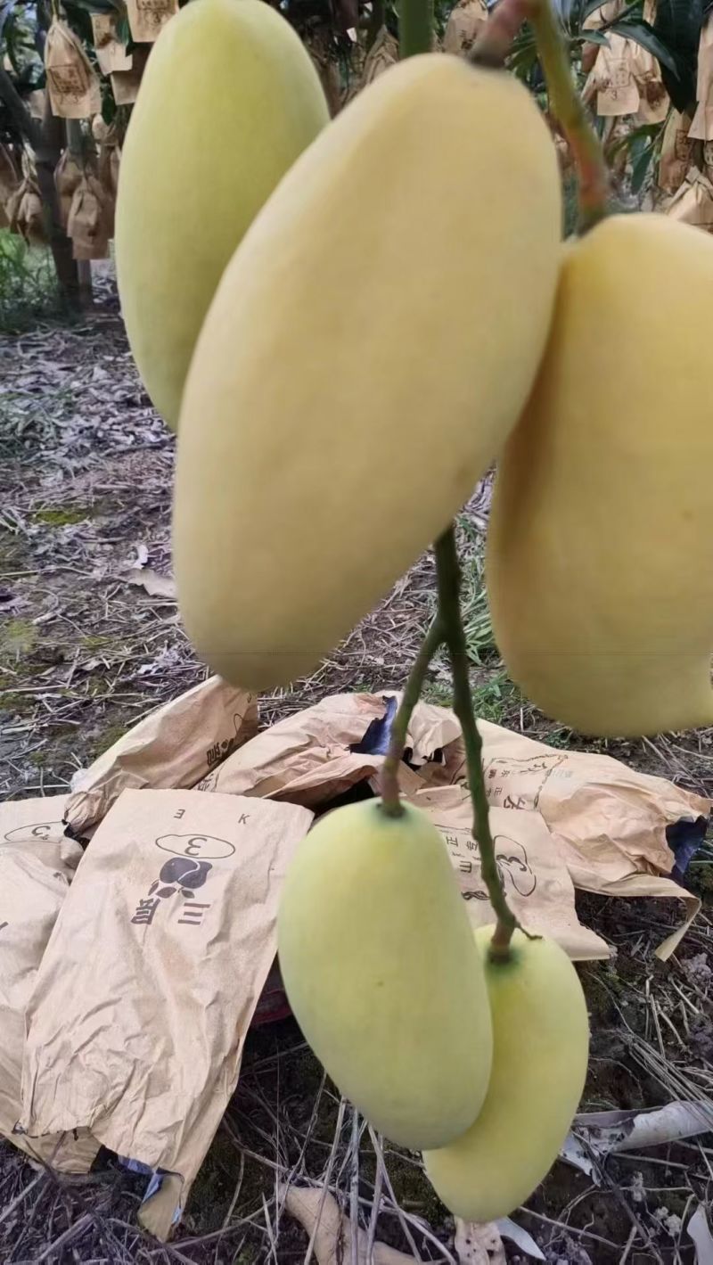 大量金煌芒，鹰嘴芒
