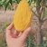 大量金煌芒，鹰嘴芒