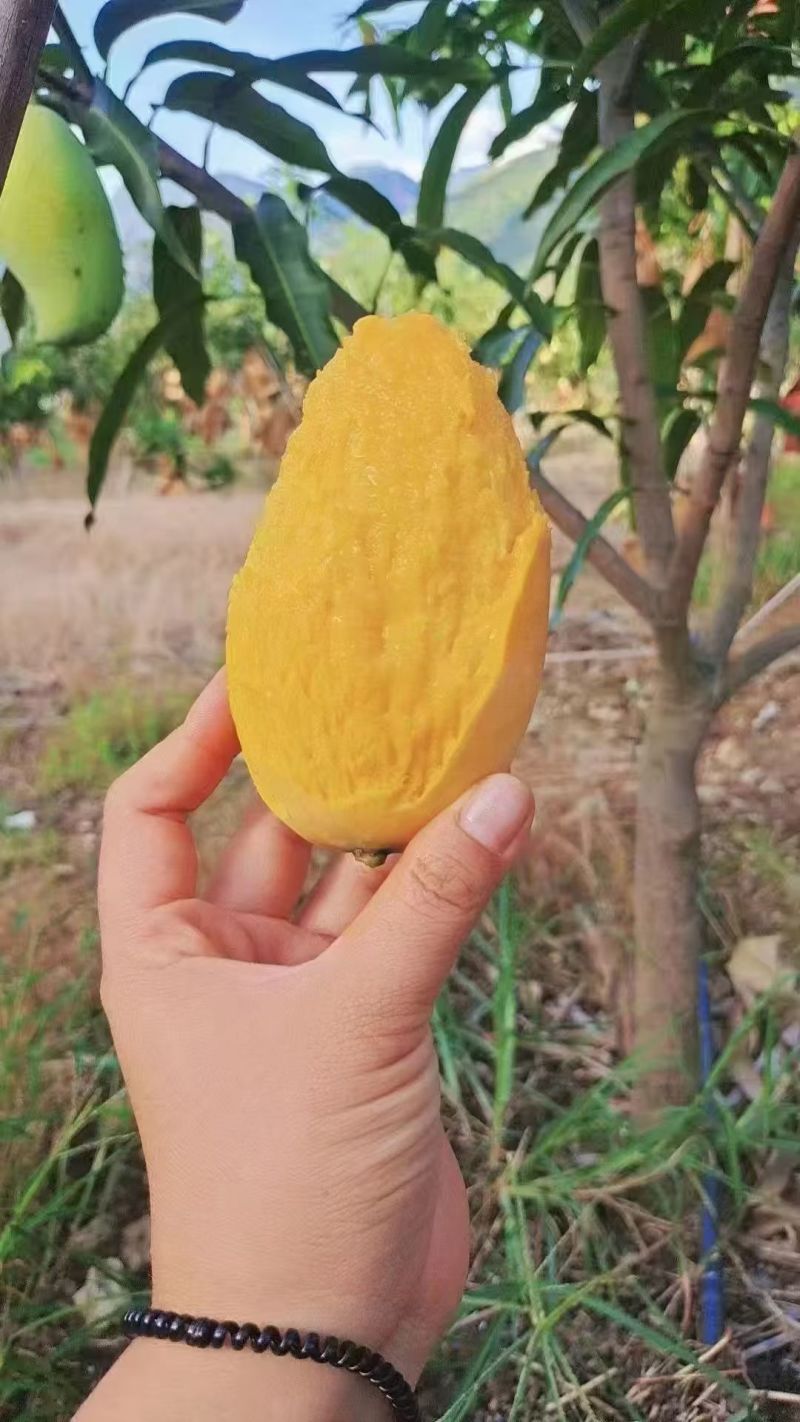 大量金煌芒，鹰嘴芒