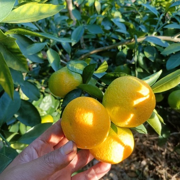 云南特早蜜橘