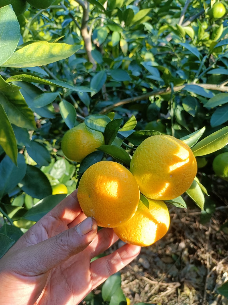 云南特早蜜橘