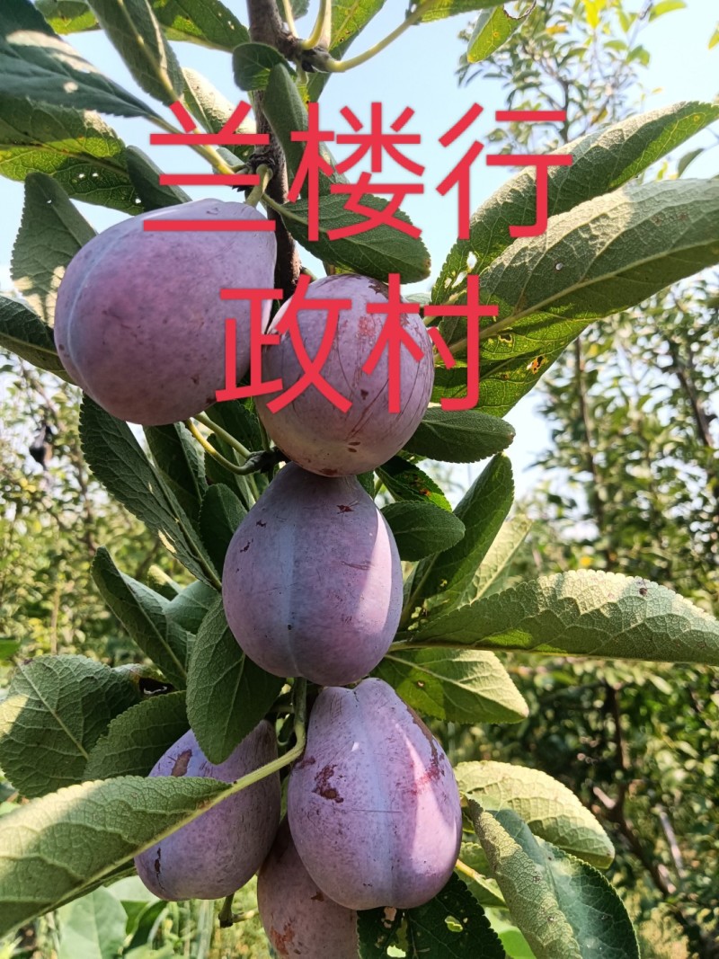 法兰西西梅