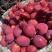 《精选》辽宁鸡心果万亩高山产地大量上市中接受预定！