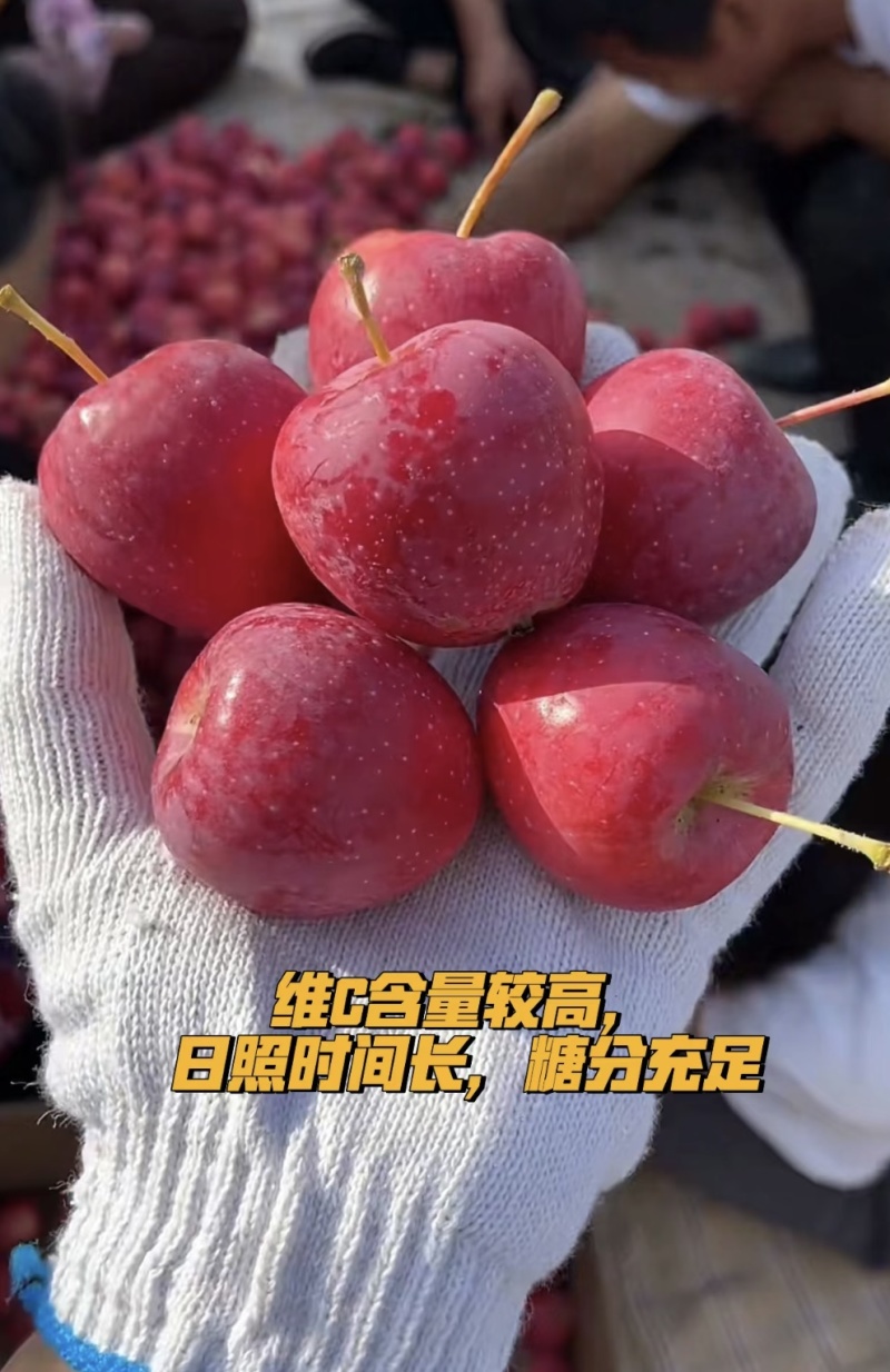 《精选》辽宁鸡心果万亩高山产地大量上市中接受预定！