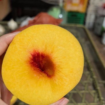 自产自销锦绣黄桃！3万斤