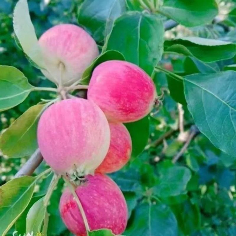 辽宁k9小苹果精品货现货多多代发需要抓紧！