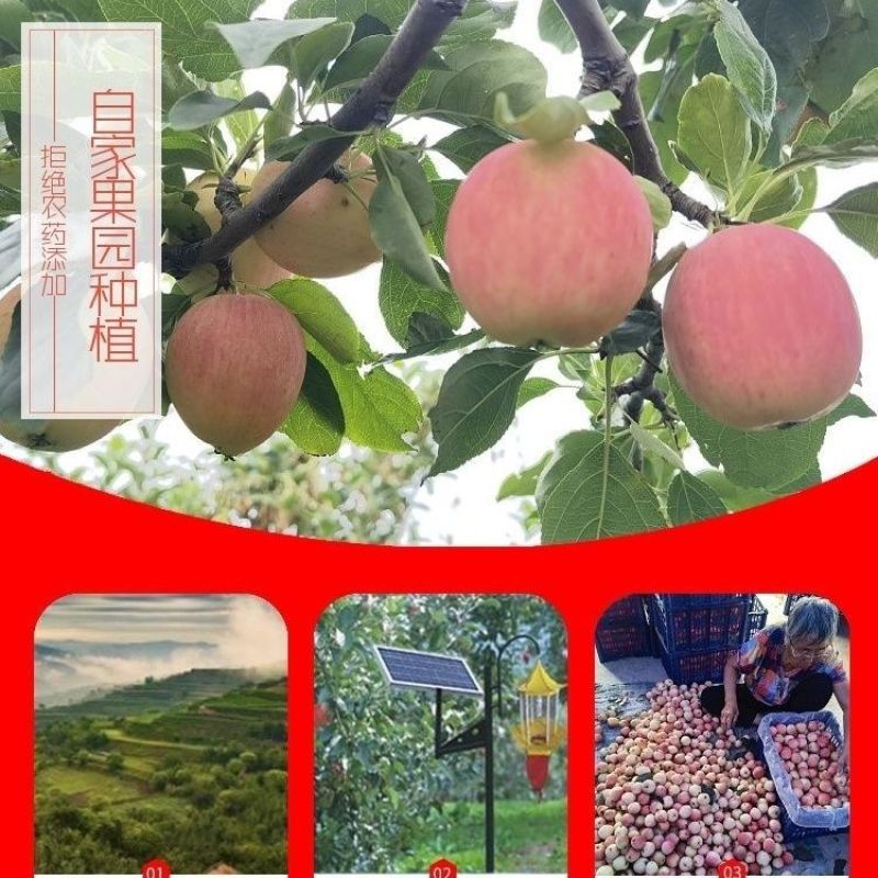 辽宁k9小苹果精品货现货多多代发需要抓紧！