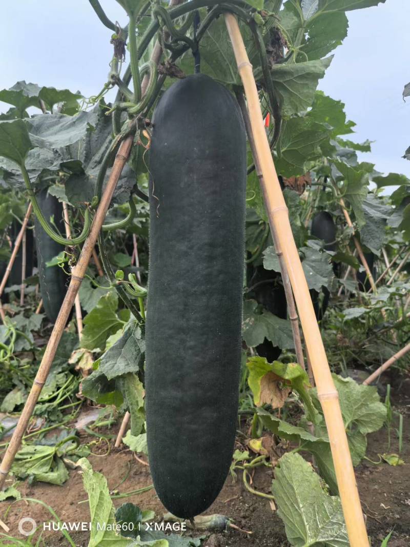冬瓜25斤以上吊冬瓜