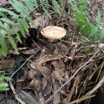 野生菌