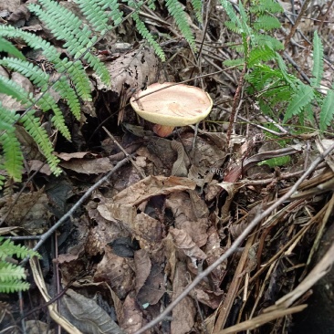 野生菌
