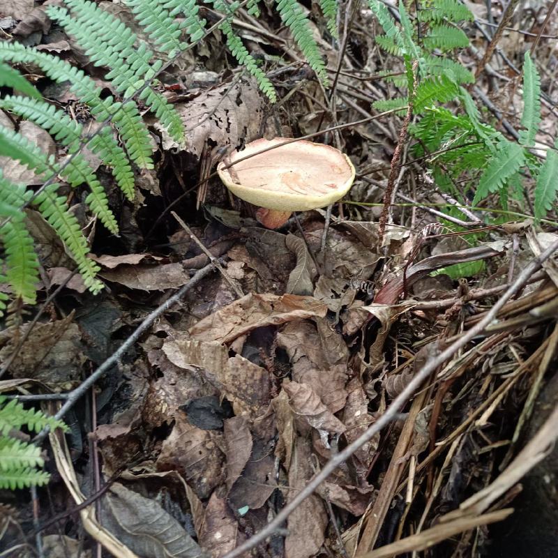 野生菌