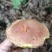 野生菌