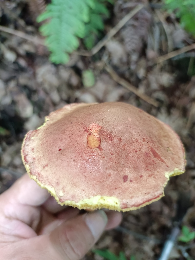 野生菌