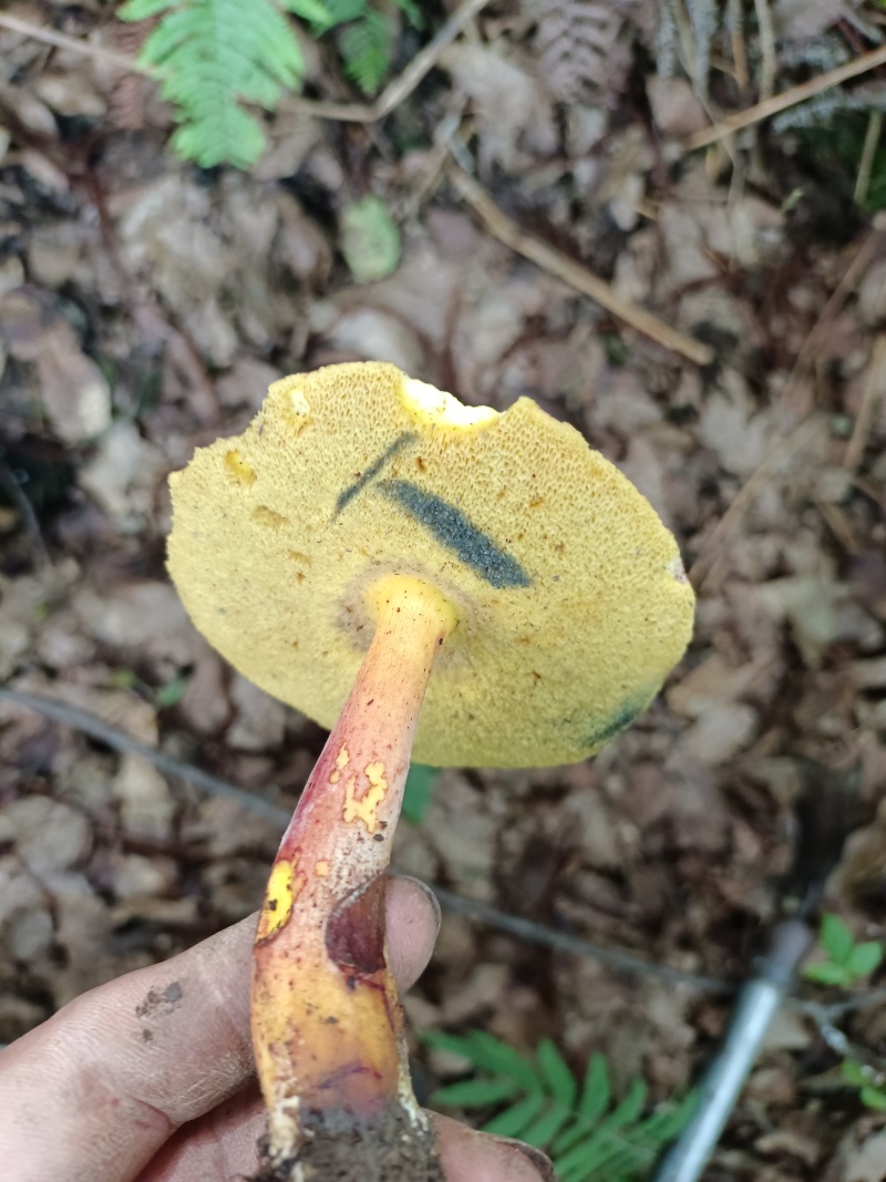野生菌