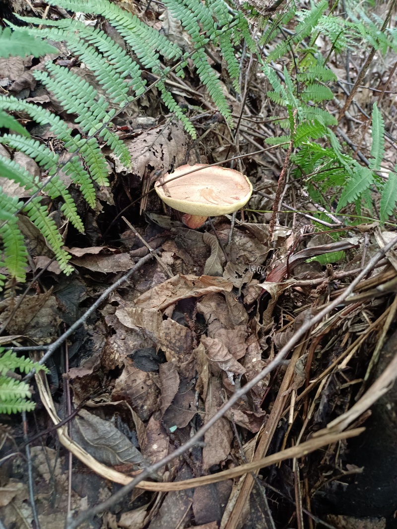 野生菌