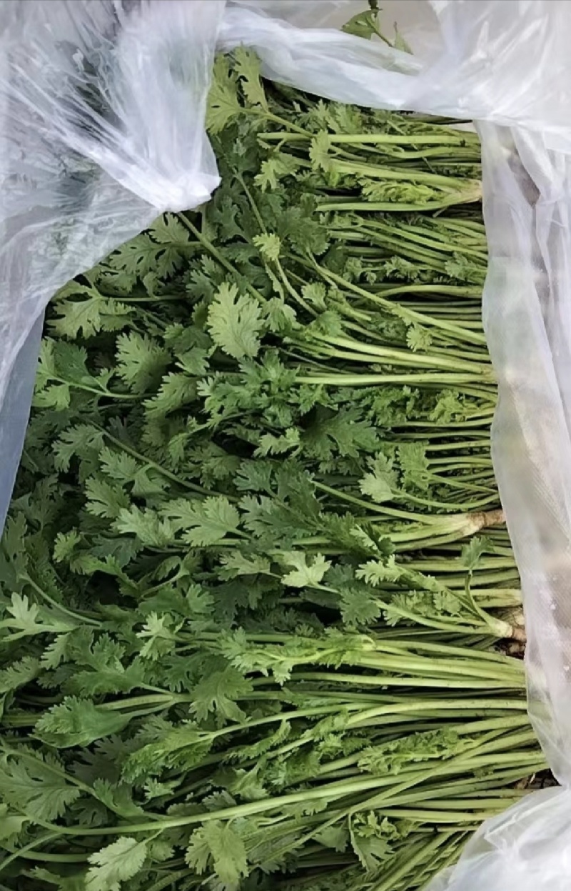 冷库香菜，产地代办，以质论价