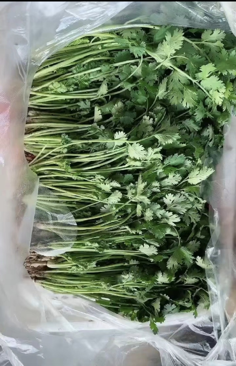 冷库香菜，产地代办，以质论价