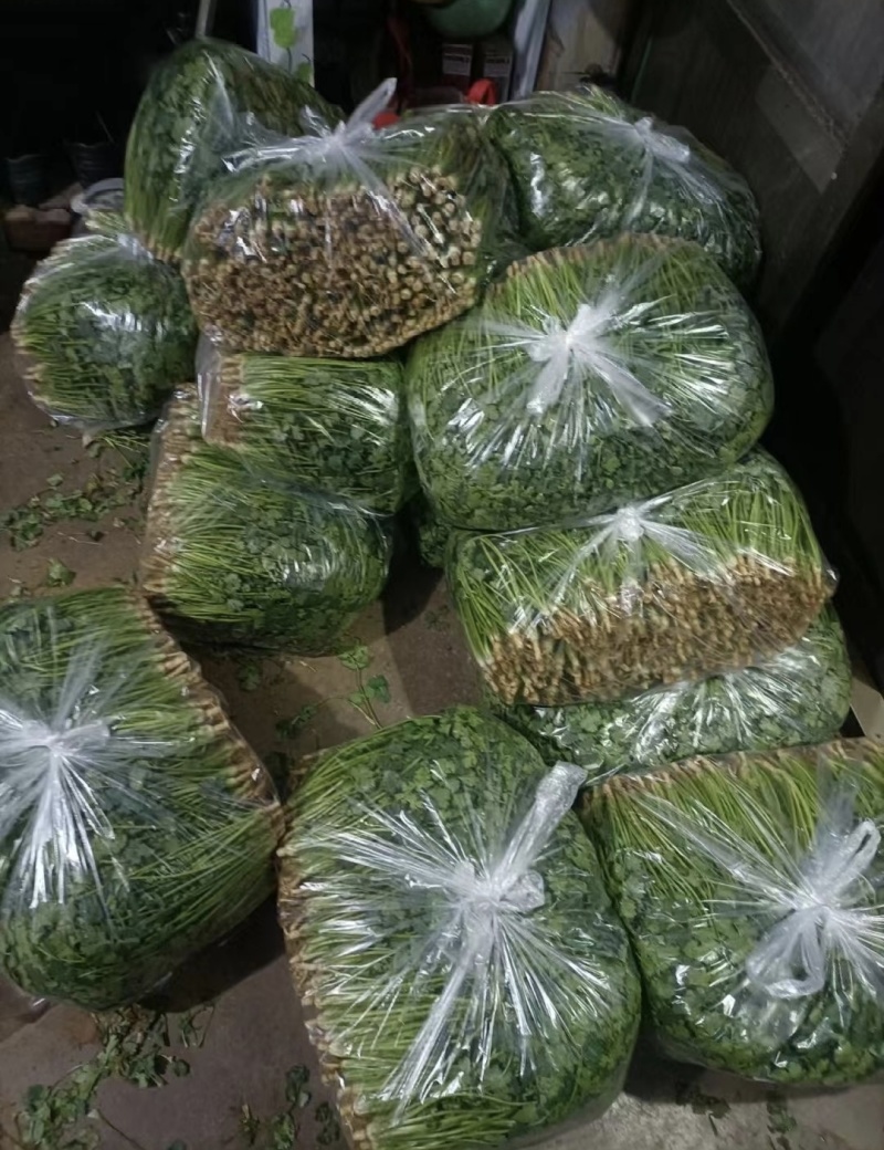 冷库香菜，产地代办，以质论价