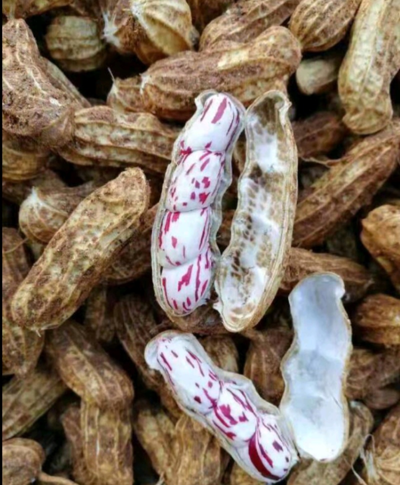 云南现挖新鲜七彩花生