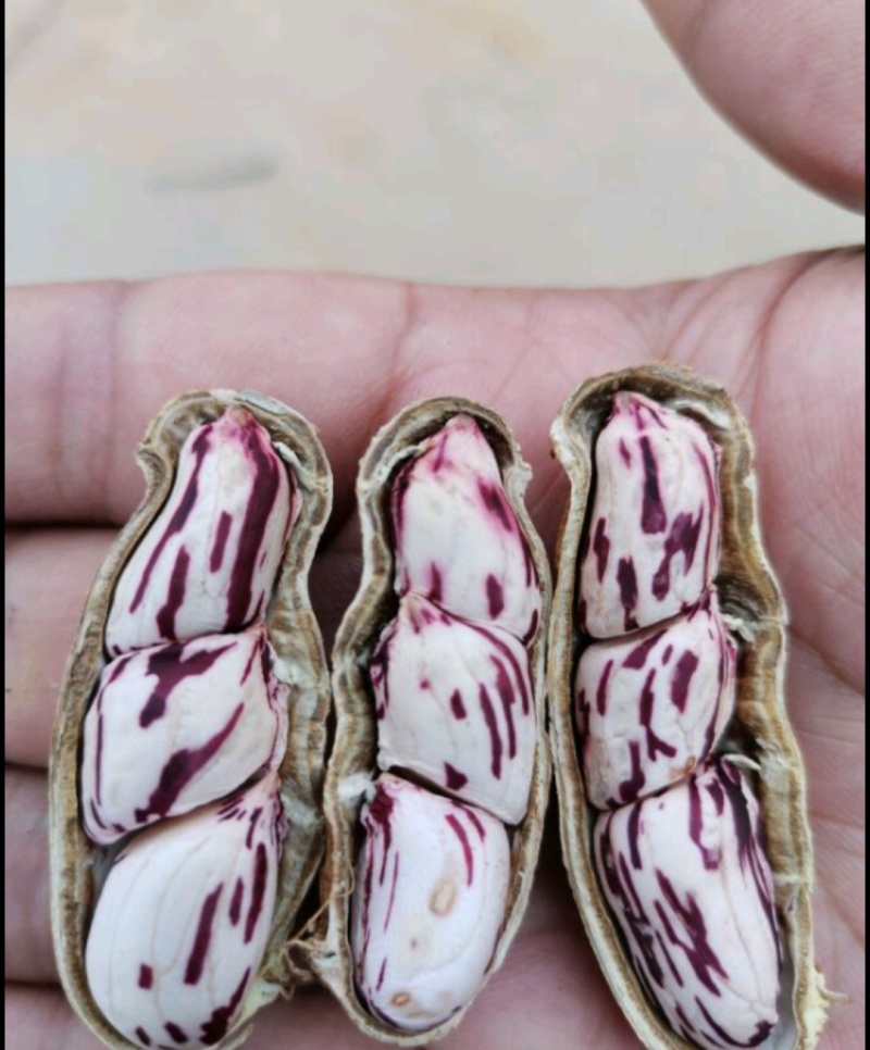 云南现挖新鲜七彩花生