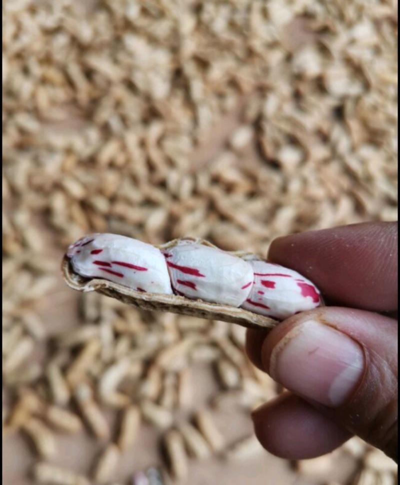 云南现挖新鲜七彩花生
