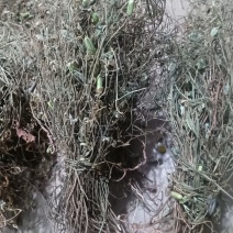 响铃草马响铃马铃草农吉利
