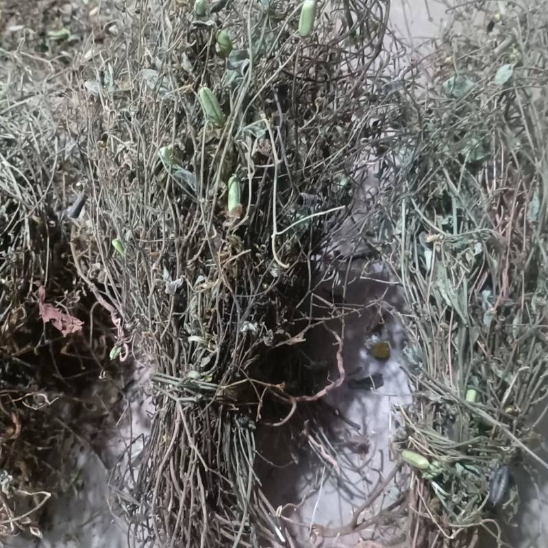 响铃草马响铃马铃草农吉利