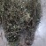 响铃草马响铃马铃草农吉利
