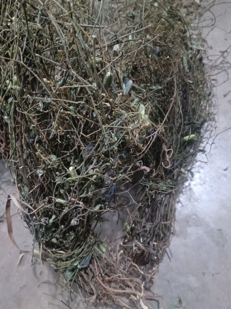 响铃草马响铃马铃草农吉利