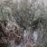 响铃草马响铃马铃草农吉利