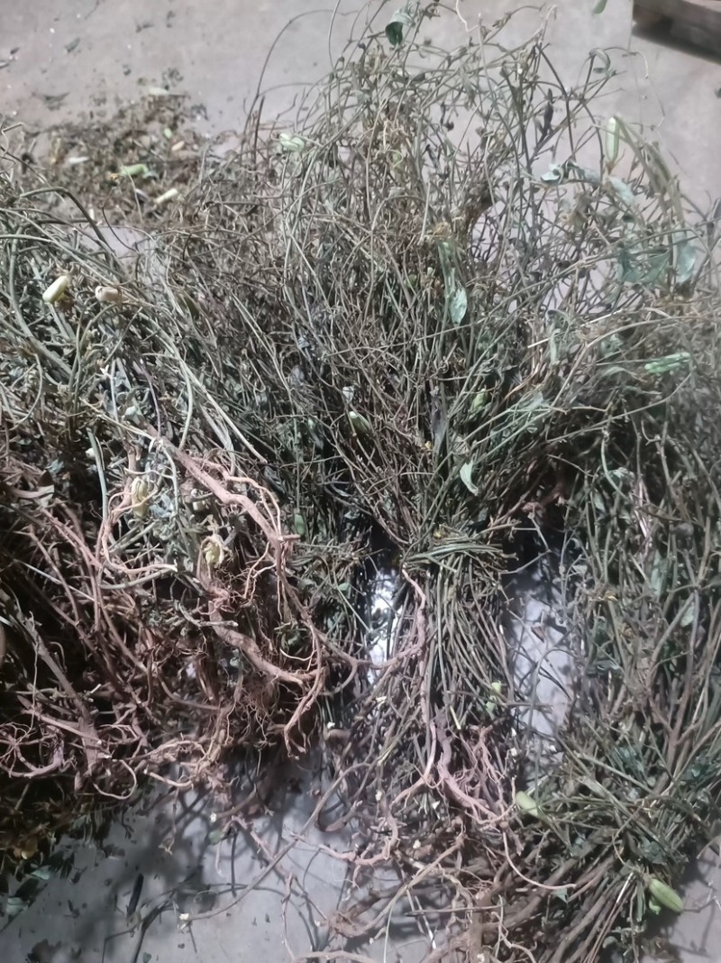 响铃草马响铃马铃草农吉利