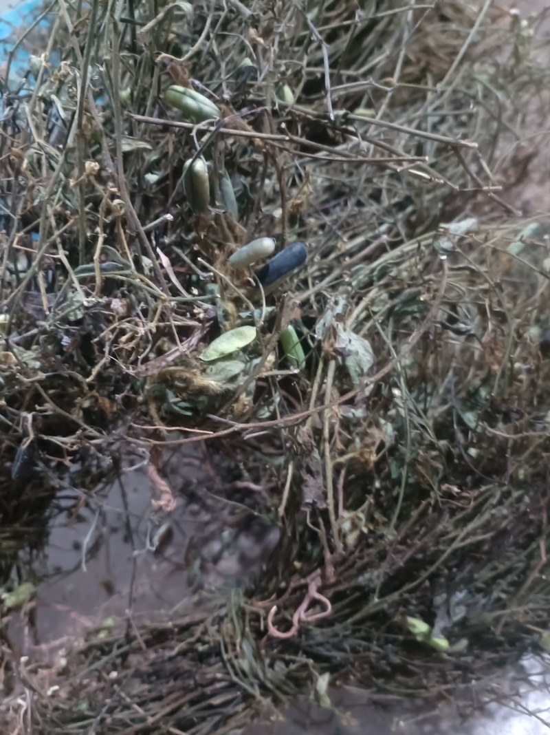 响铃草马响铃马铃草农吉利