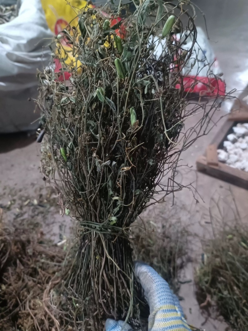 响铃草马响铃马铃草农吉利