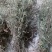 响铃草马响铃马铃草农吉利