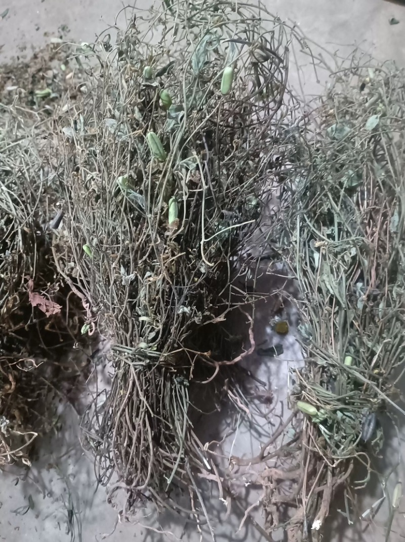 响铃草马响铃马铃草农吉利