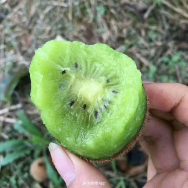米良一号绿心猕猴桃