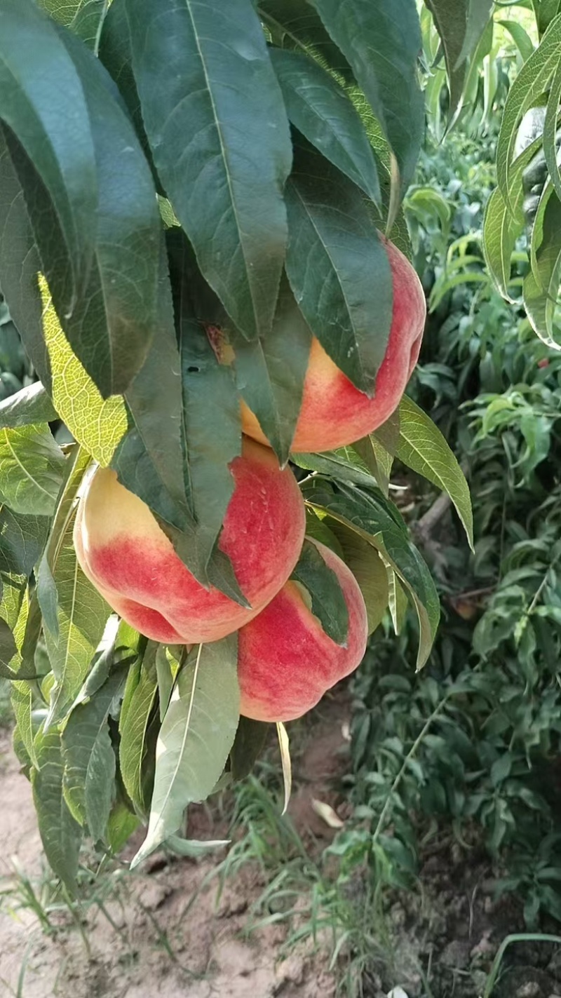 北京贡桃