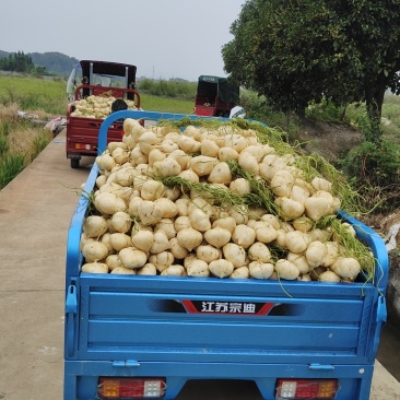 大量上市全是精品货