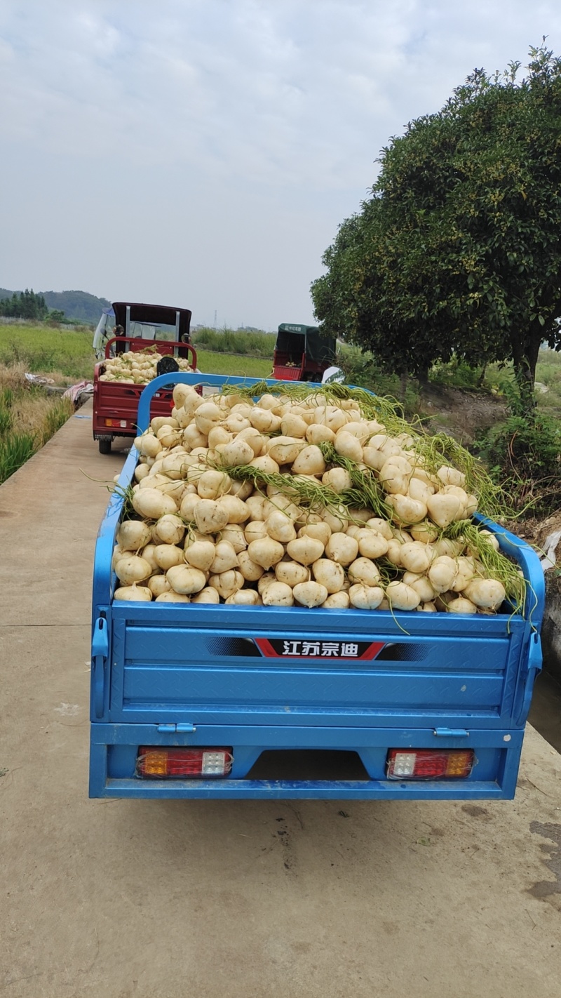 大量上市全是精品货