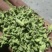 优质干豆角段坛豆角段豆角段包子馅料