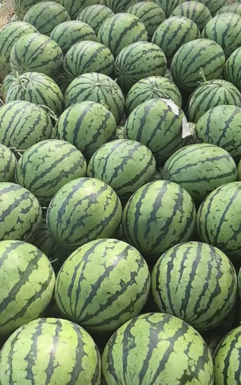 吉林京欣西瓜产地直发，保质保量包熟包甜，可视频看货