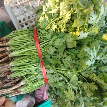 精品一级铁杆香菜需要货的私聊，现货秒发