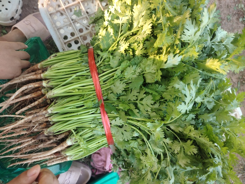 精品一级铁杆香菜需要货的私聊，现货秒发