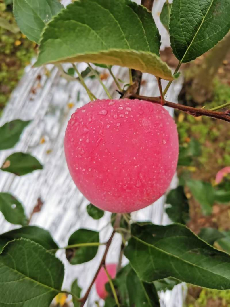 陕西红富士