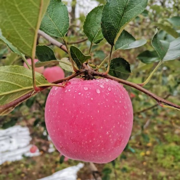 陕西红富士