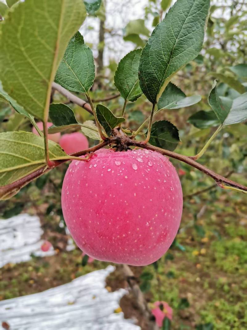 陕西红富士