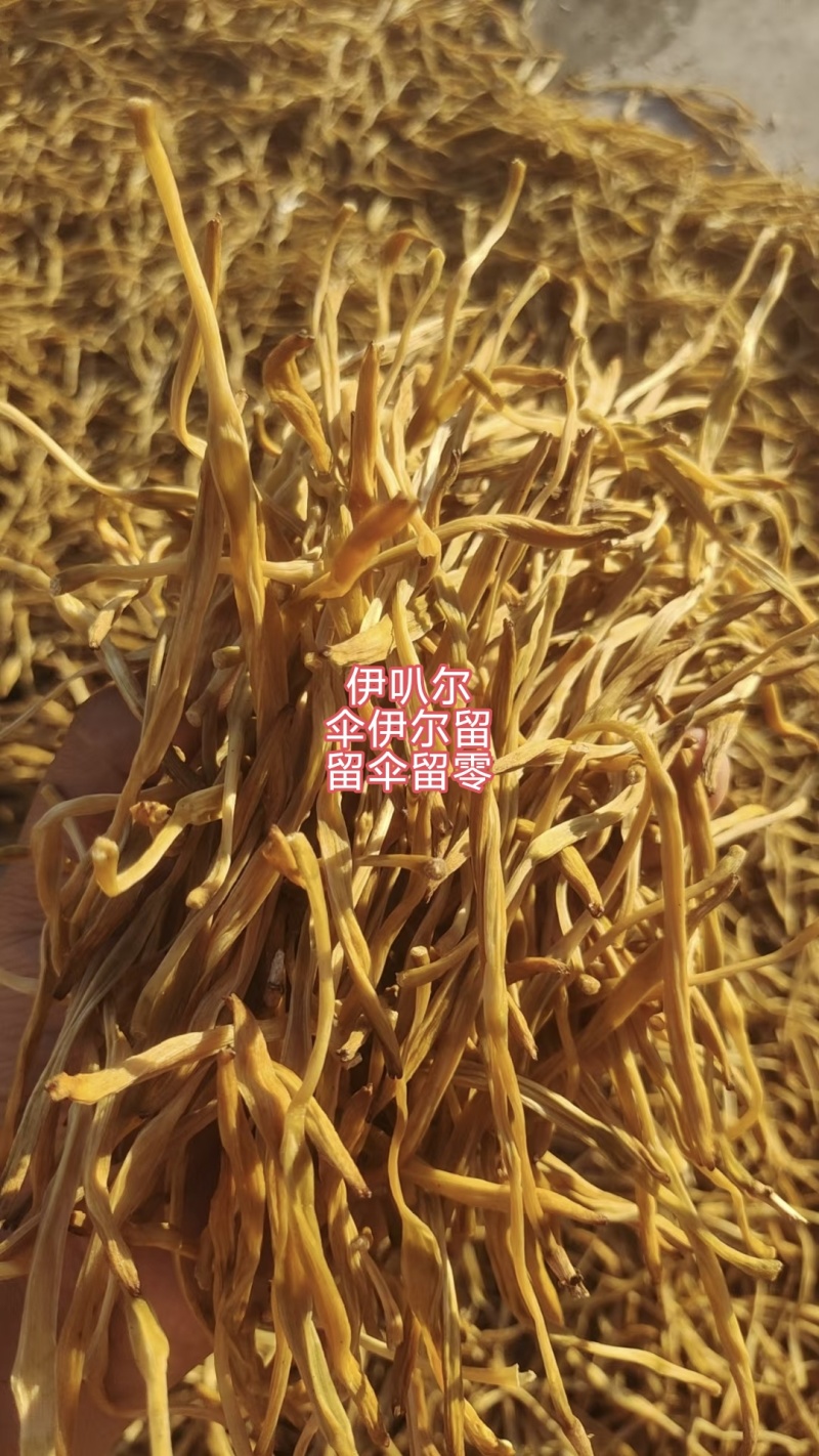 熟条黄花菜支持一件代发真实价格自产自销真金
