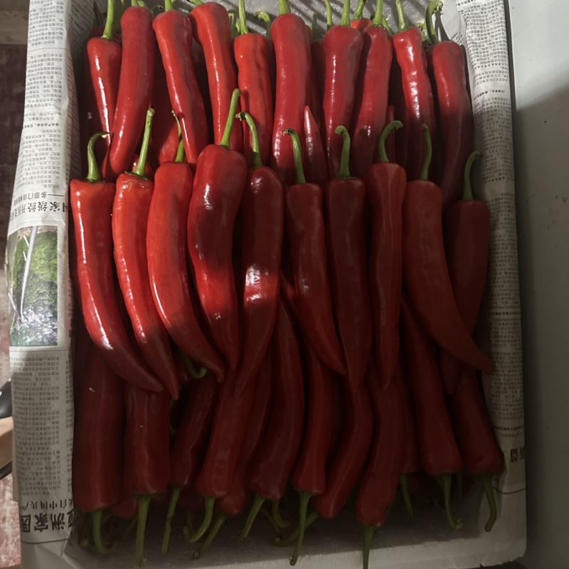大青椒，乌椒，红椒，