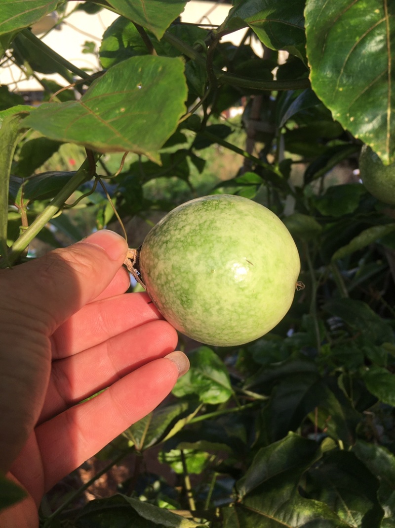 黄金百香果