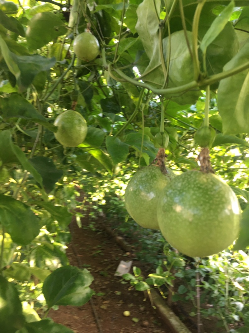 黄金百香果